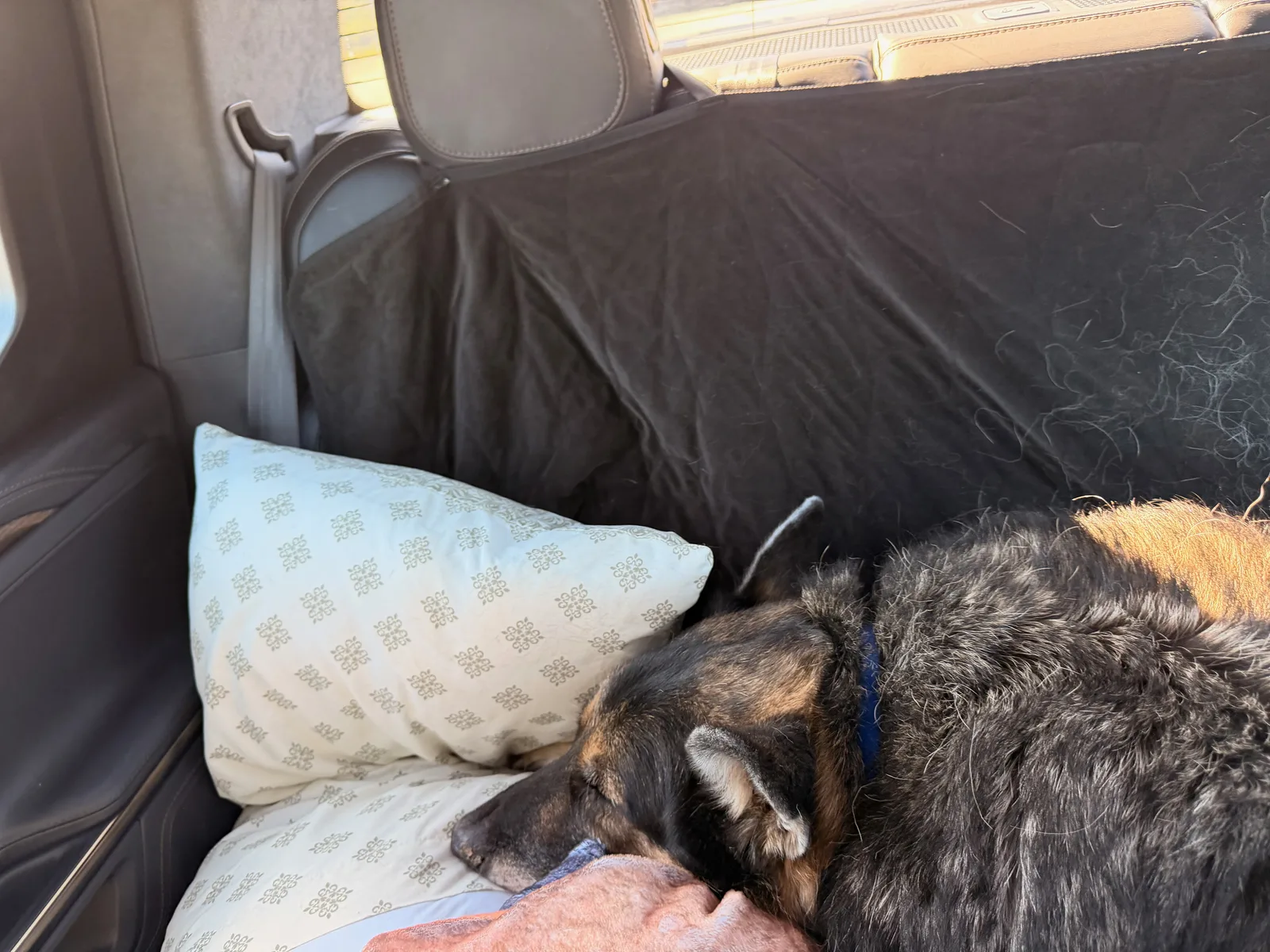 Mission, the senior black-and-tan German Shepherd, asleep on a pillow across the back seat of the Rivian R1T mid-drive