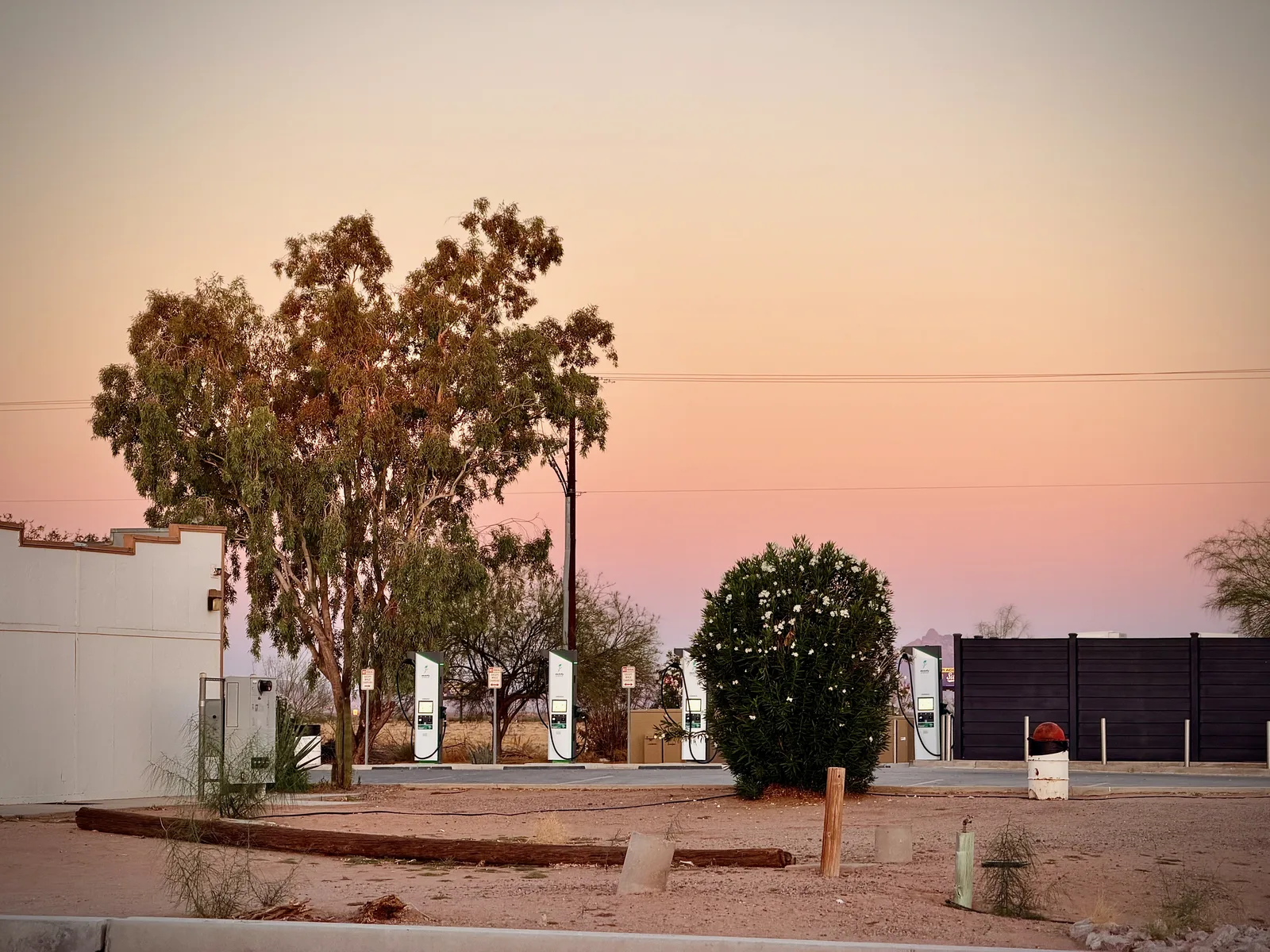 Two Electrify America DC fast-charge pedestals tucked behind a eucalyptus tree at the Dateland Travel Center, with the pre-dawn sky shifting from peach to lavender