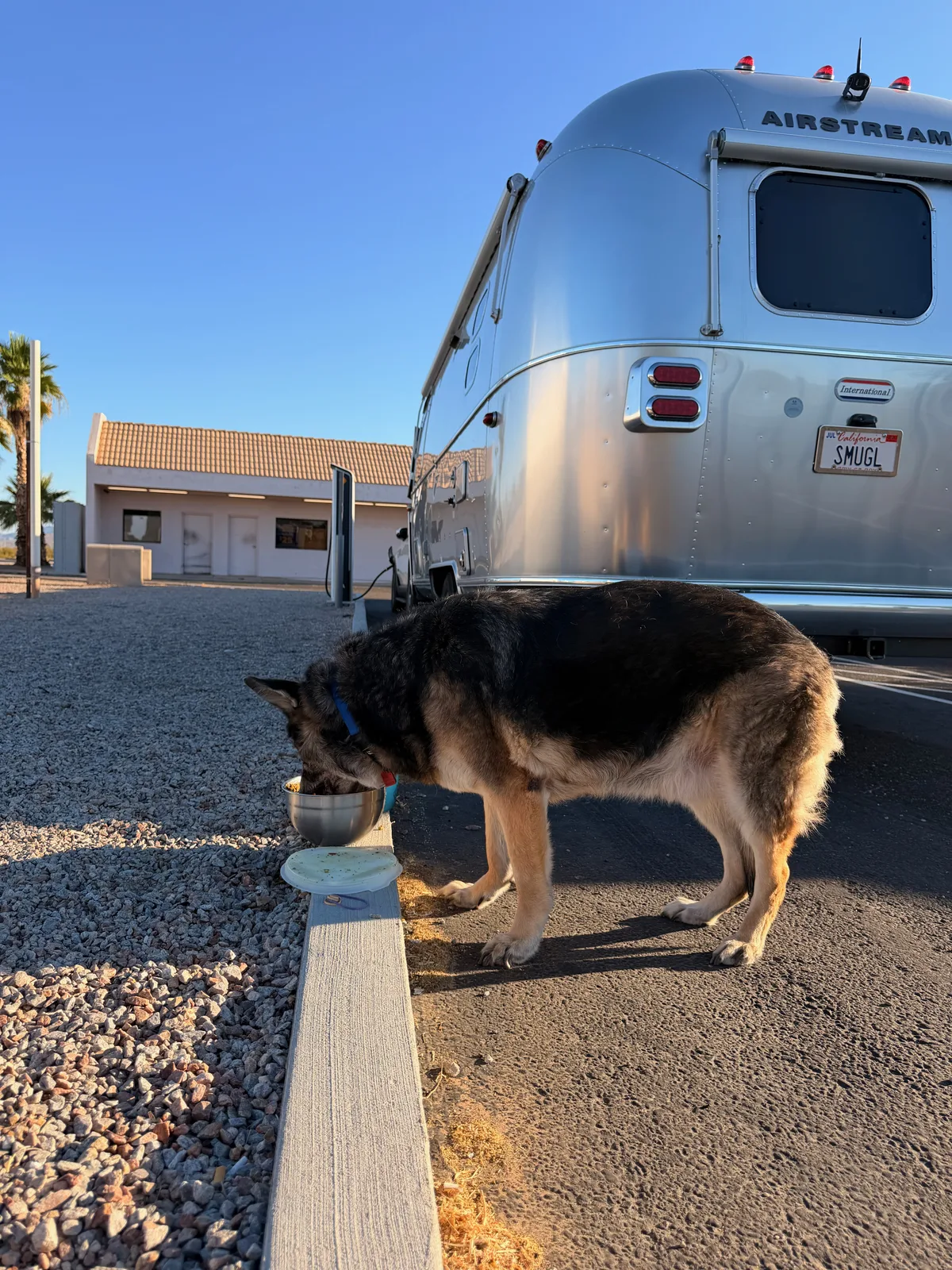 Mission, the senior black-and-tan German Shepherd, eating from a stainless steel bowl on a concrete curb at the Gila Bend RAN, the silver Airstream with SMUGL plate behind him in early-morning sun