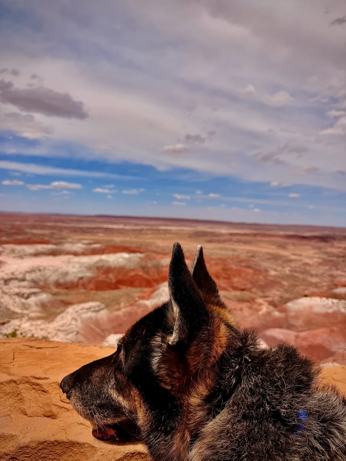 Mission, the senior black-and-tan German Shepherd, in profile at the edge of a Painted Desert overlook, the red and pink layered badlands stretching to the horizon behind him under a dramatic sky