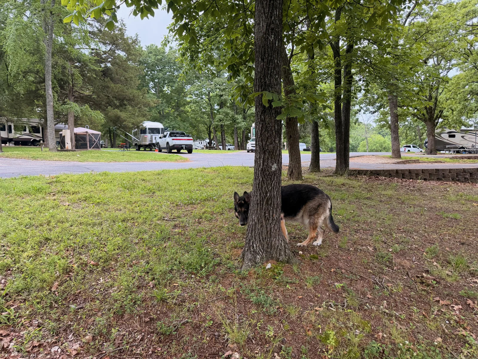 Mission the German shepherd walking across the grass at the Indian Point campsite on a clear morning, campers and the wooded campground road behind