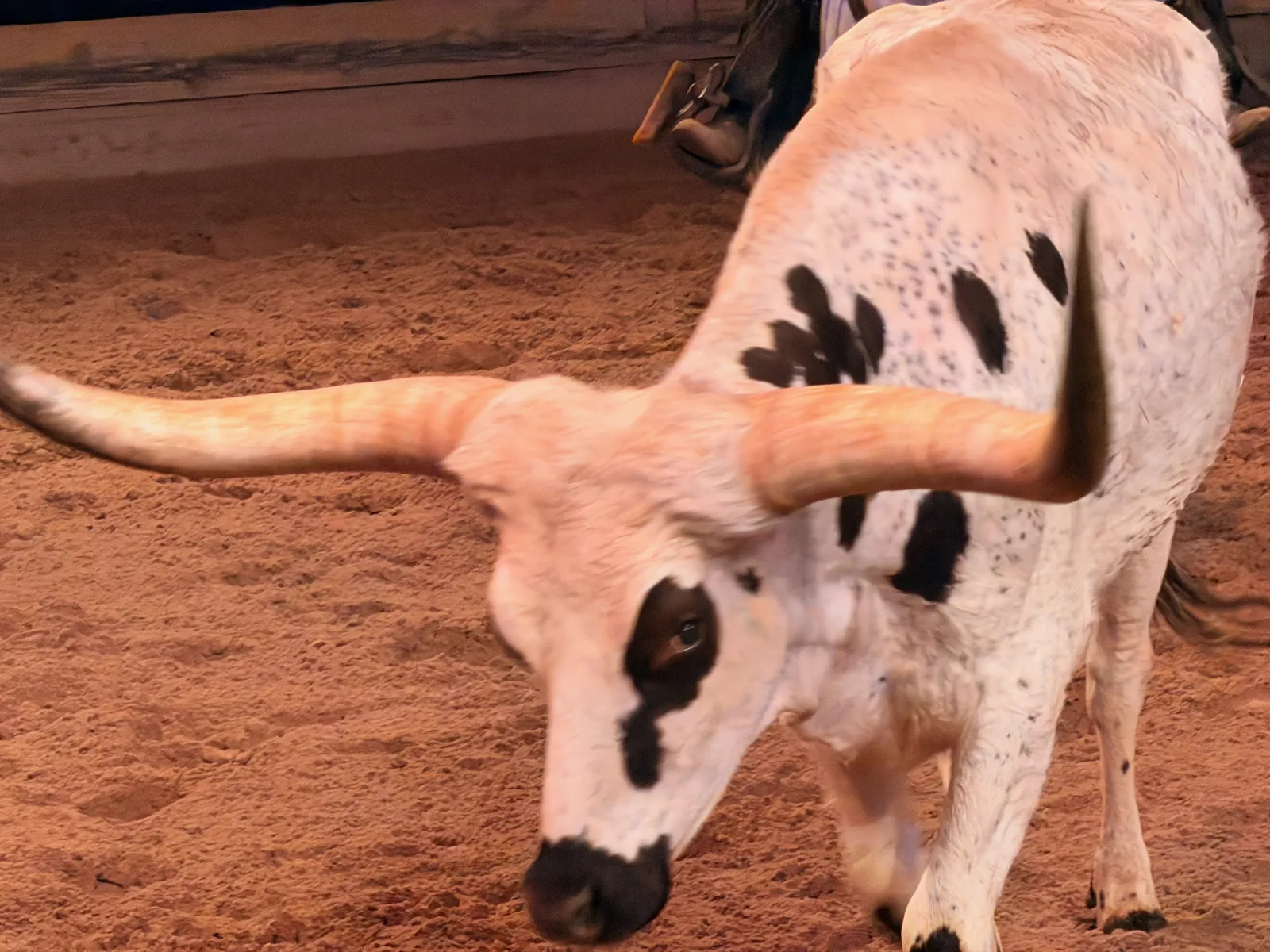 A longhorn steer standing on the dirt arena floor during the Dolly Parton's Stampede show
