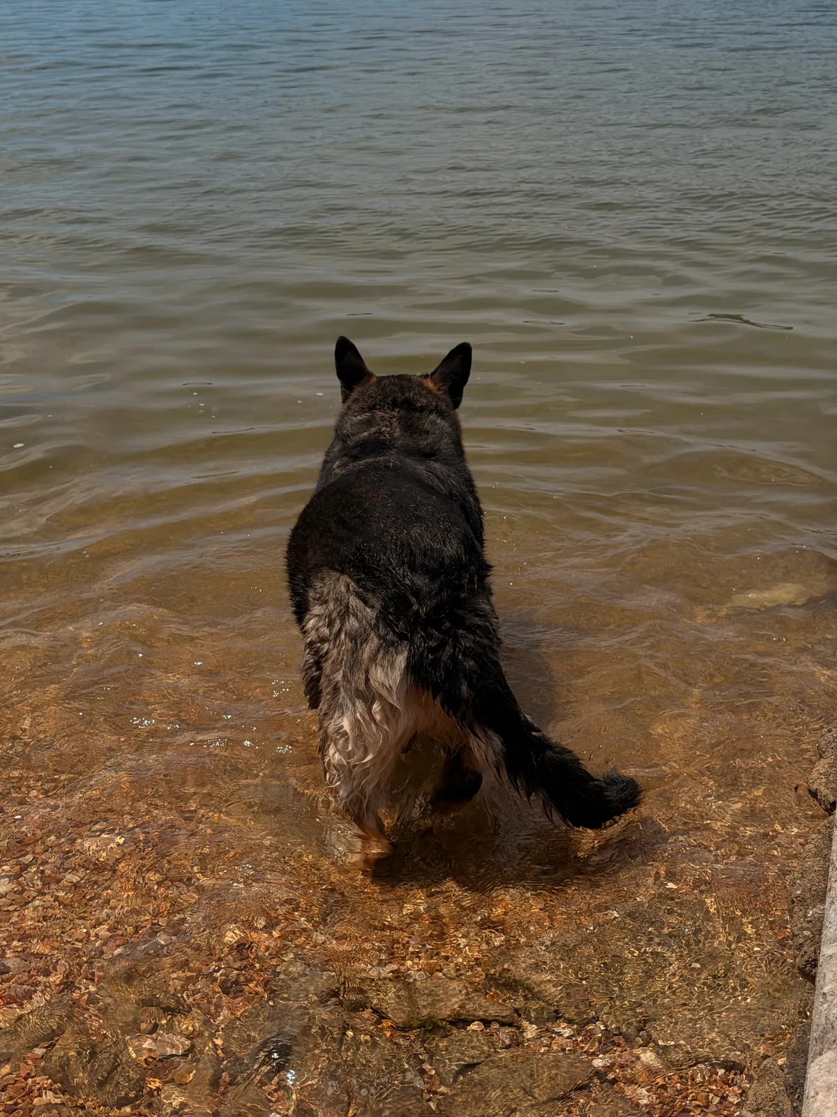 Mission the German shepherd standing in the shallow water of Table Rock Lake, soaked and happy, the wooded shoreline behind