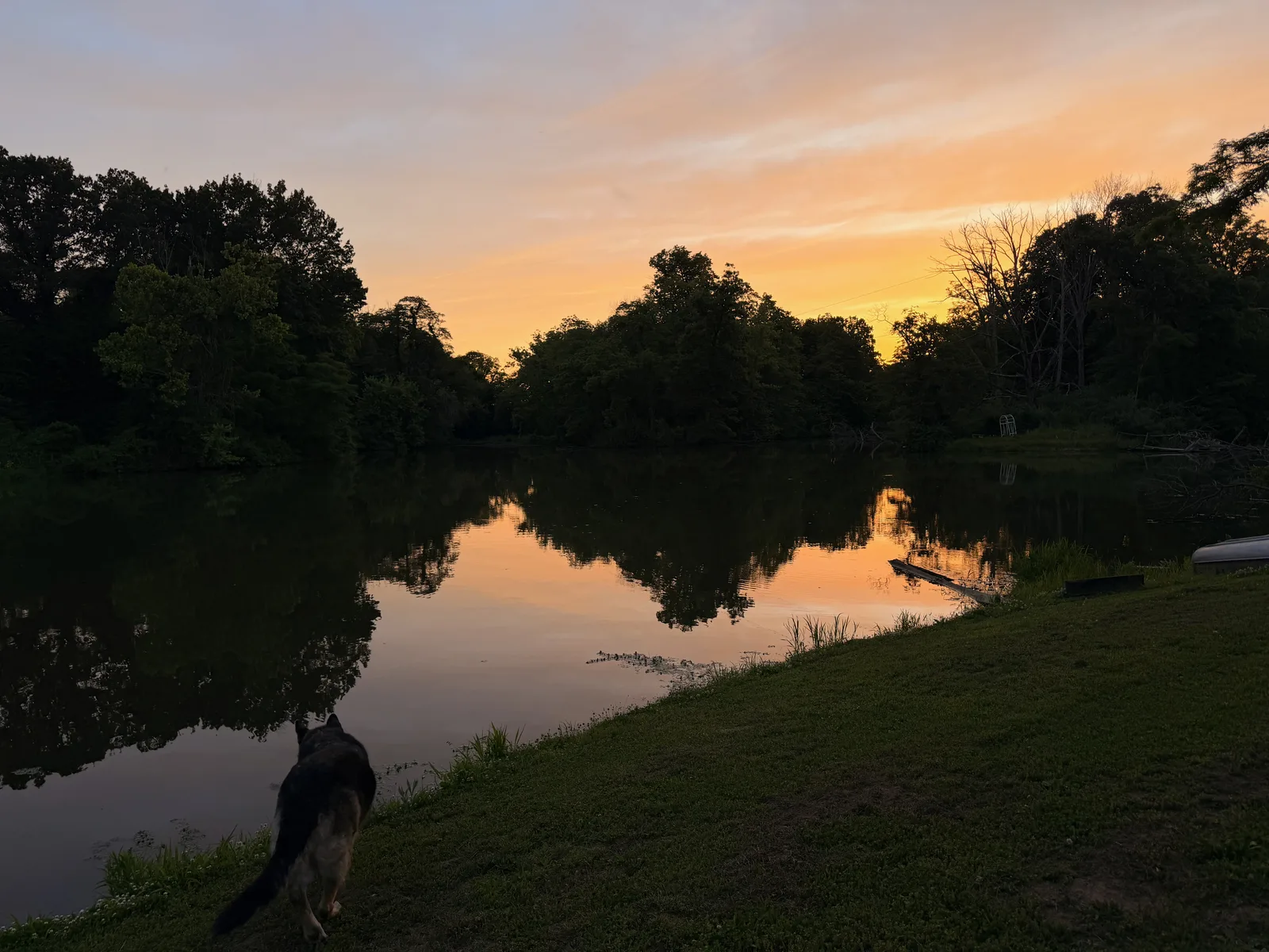 Mission the German shepherd walking along the grassy bank of the farm pond at sunset, the sky reflected on the still water