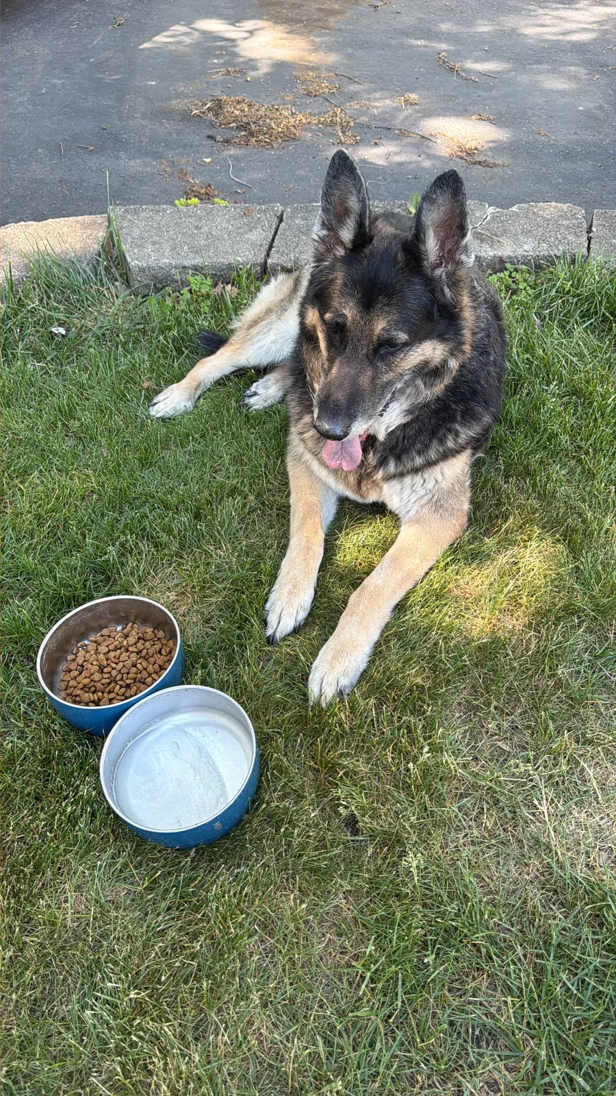 Mission the German shepherd lying on the grass beside a food bowl and a water bowl, ears up, easing into recovery from a back-leg episode
