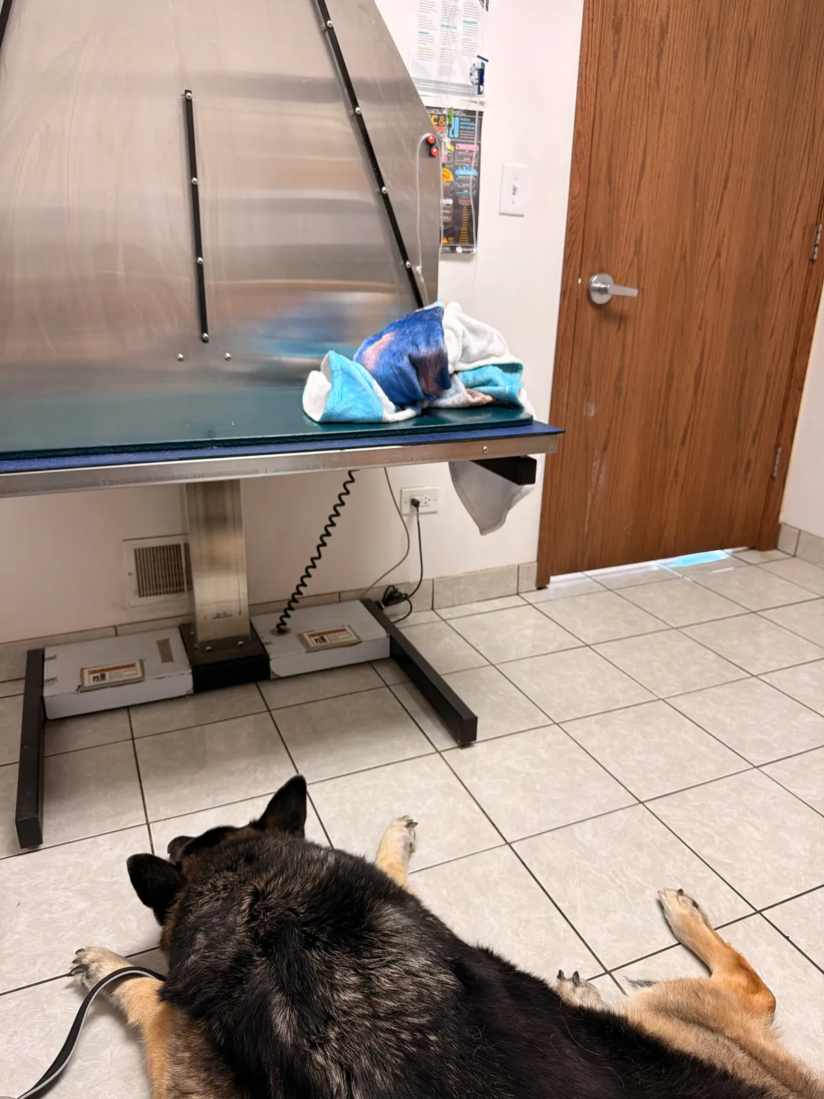 Mission lying on his side on the tile floor of a quiet veterinary exam room, a sheet beneath him, the exam-room door closed behind
