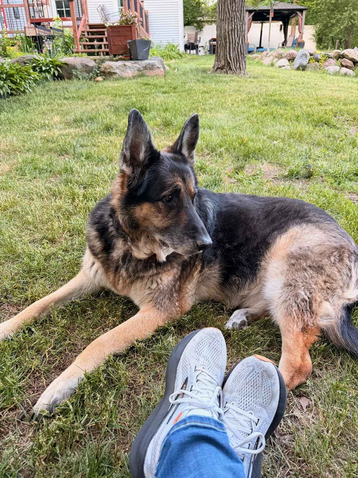 Mission the German shepherd lying on the grass beside a pair of blue and white shoes in the foreground, easing through the recovery from the back-leg episode the day before
