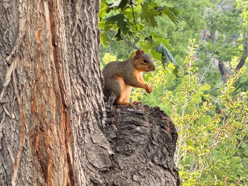 LaVern M. Johnson Park campground in Lyons, CO