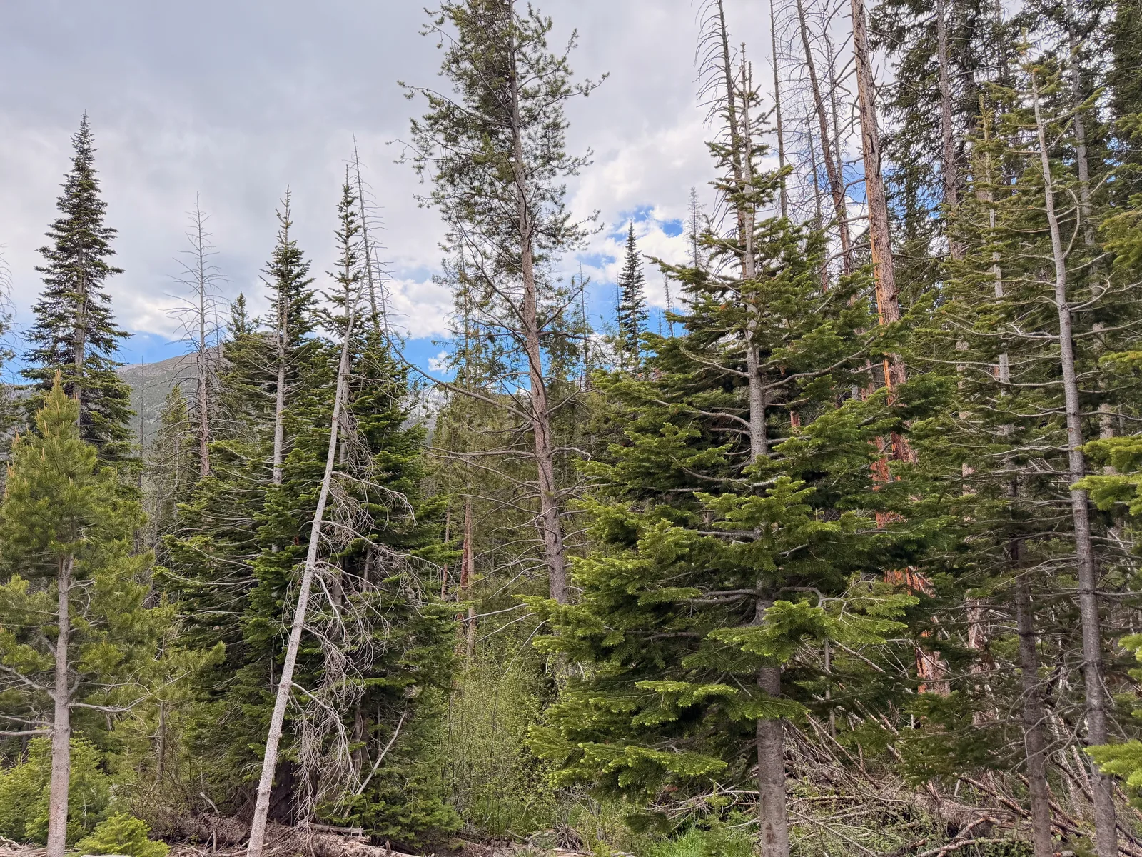 Tall Engelmann spruce and fir along the Bear Lake Road corridor in Rocky Mountain National Park, a snow-dusted ridge visible through the trees