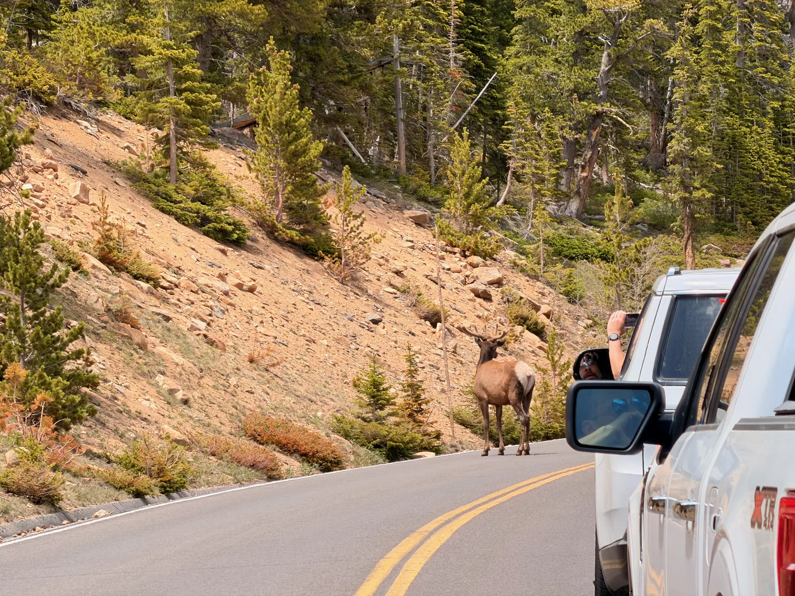 A bull elk standing on the centerline of Trail Ridge Road in Rocky Mountain National Park, right beside the white Rivian R1T's mirror as the driver watches