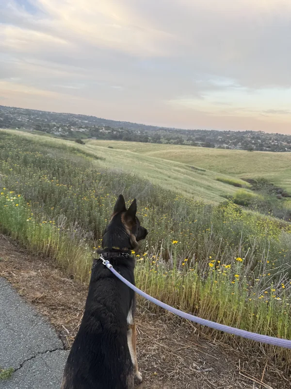 Sweetwater Summit Regional Park campground in Bonita, CA