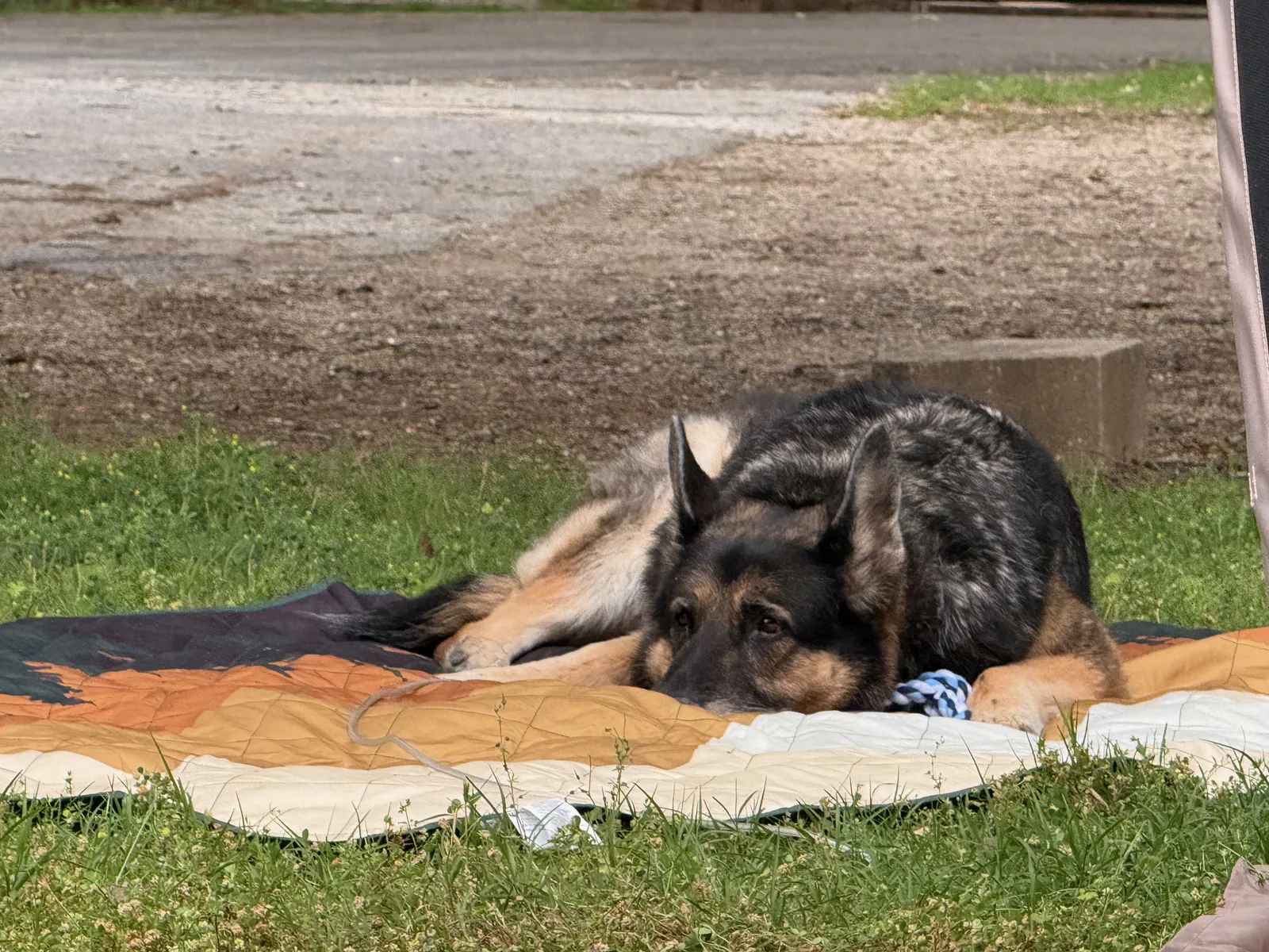 Mission, the German shepherd, stretched out on a camp blanket on the grass at the Indian Point campsite in the evening light