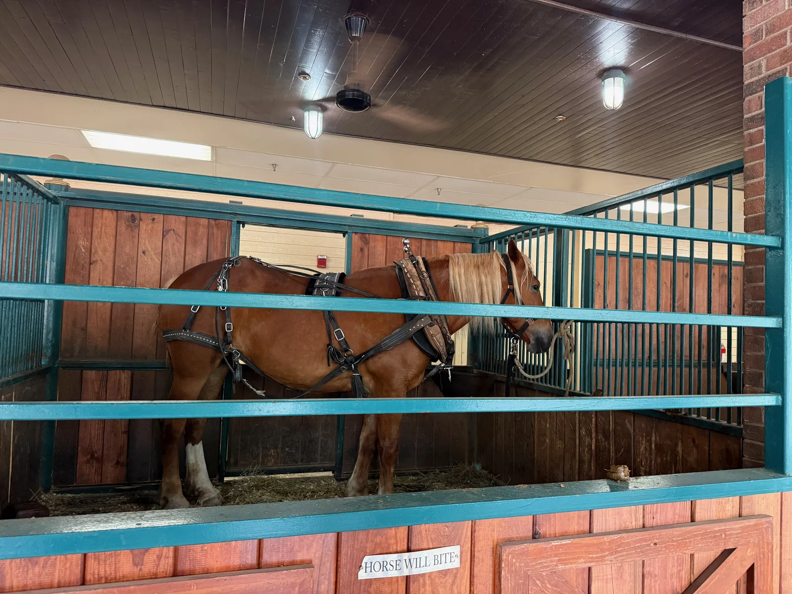 Horses standing in a wood-railed stall in the stable area at Dolly Parton's Stampede, viewed during the pre-show stable walk