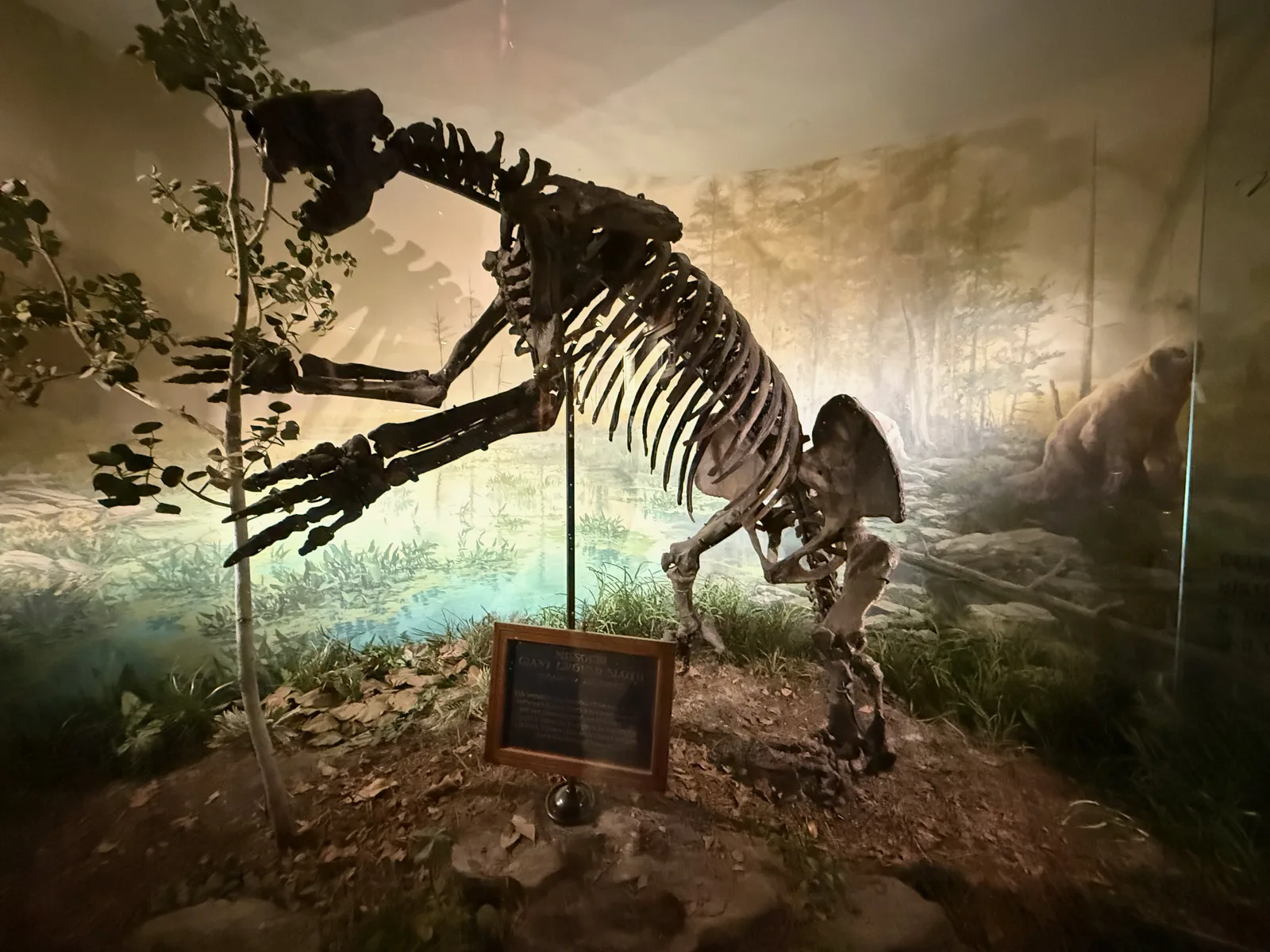 A mounted prehistoric animal skeleton in a lit diorama at the Ancient Ozarks Natural History Museum at Top of the Rock