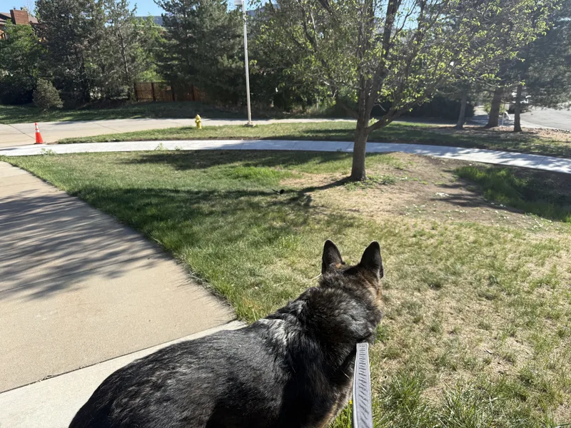 A German shepherd on a leash looking down the paved Clear Creek path beside a lawn at the Golden campground in the morning light