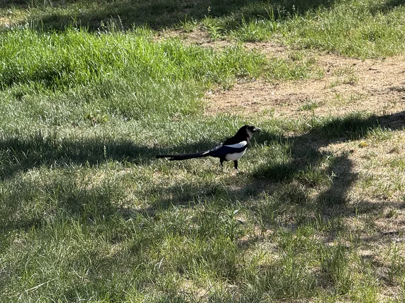 A black-and-white magpie standing on a sunlit lawn at the Clear Creek campground in Golden, Colorado