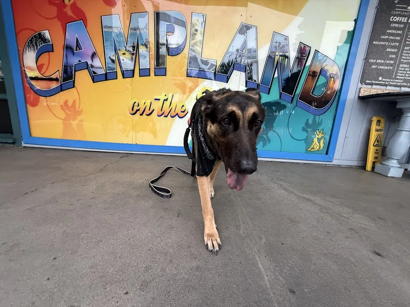 A German shepherd on the lead in front of the painted Campland on the Bay mural outside the camp market in San Diego