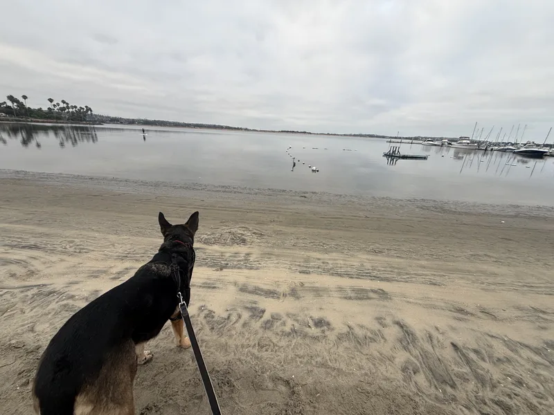 A German shepherd on the lead watching Mission Bay from the beach at Campland on the Bay, sailboats moored in the flat grey water beyond