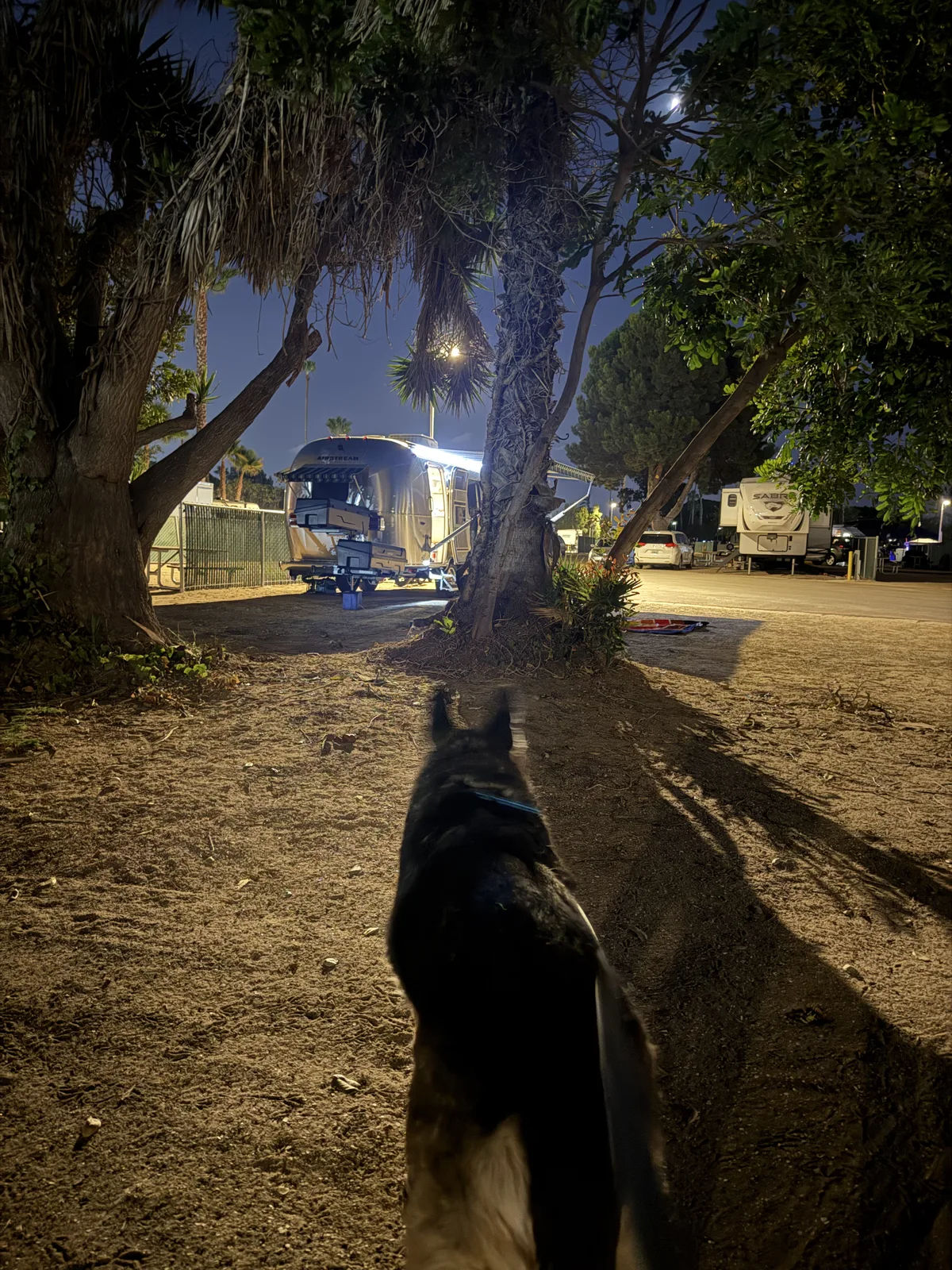 A German shepherd standing in the dirt at the campsite at Mission Bay RV Resort after dark, lit rigs and palms behind