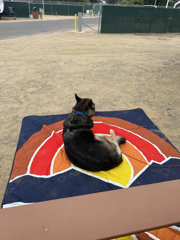 A dog curled up on a sunrise-print blanket spread over the picnic table at the campsite, Mission Bay RV Resort, San Diego