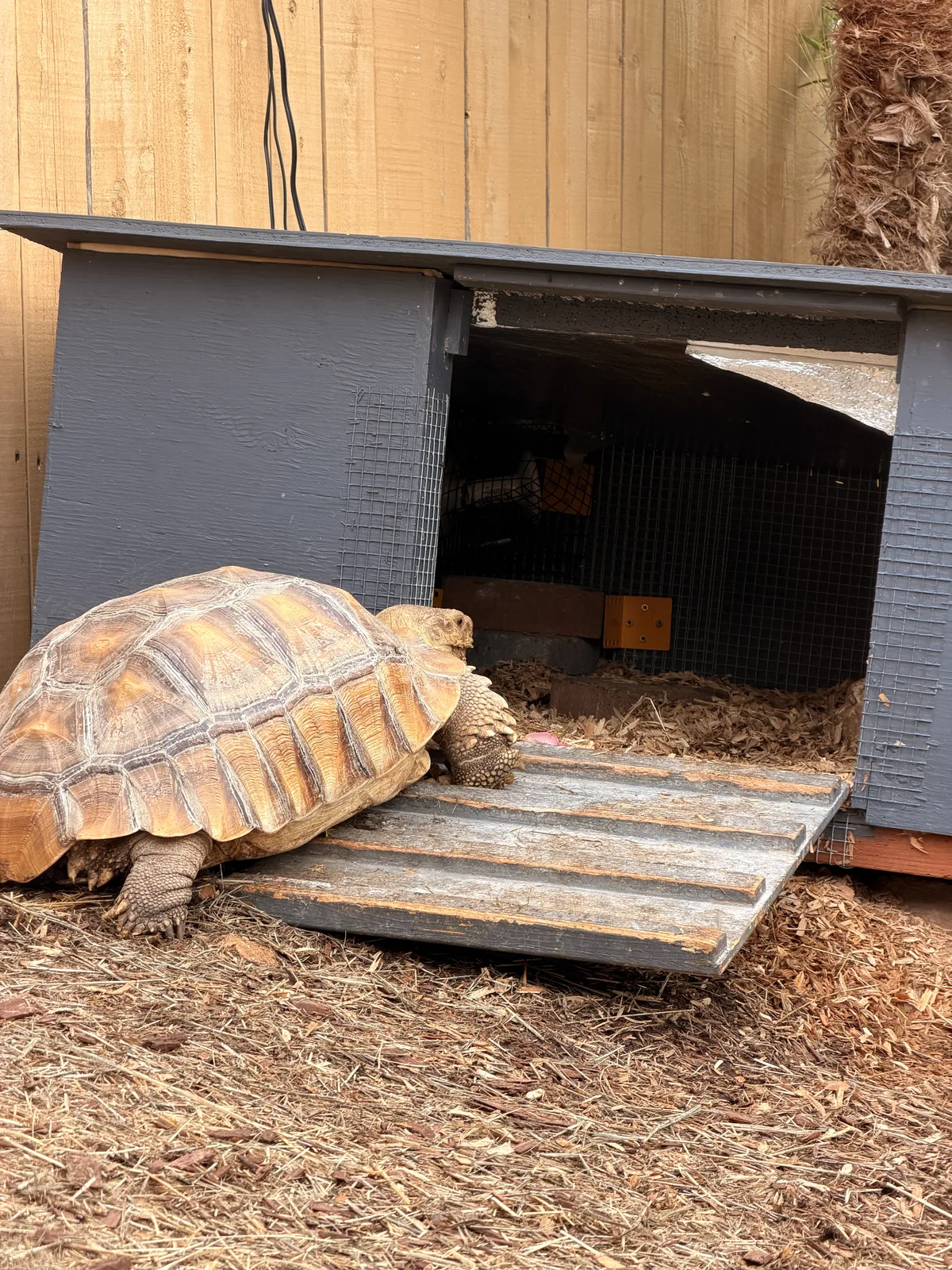 A large sulcata tortoise walking up a weathered wooden ramp into a gray-painted insulated shelter with hardware-cloth vents and a heated interior, wood-chip bedding around the doorway and a power cord running along the fence behind